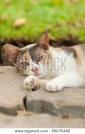 Cute Cat Sleeping In The Garden