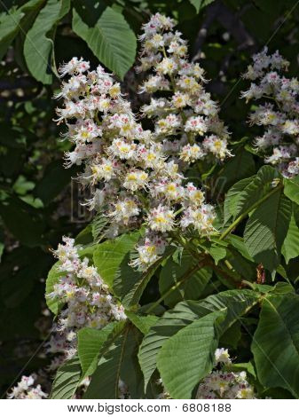 Fiori di fioritura di castagno