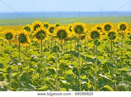Field Of Sunflower