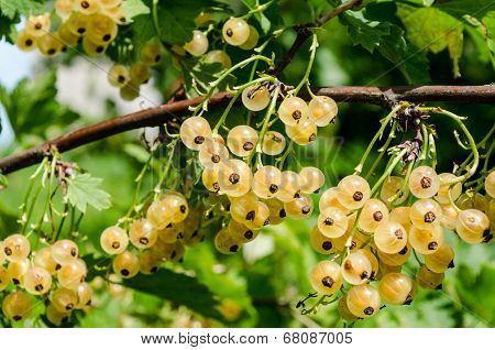 white currant