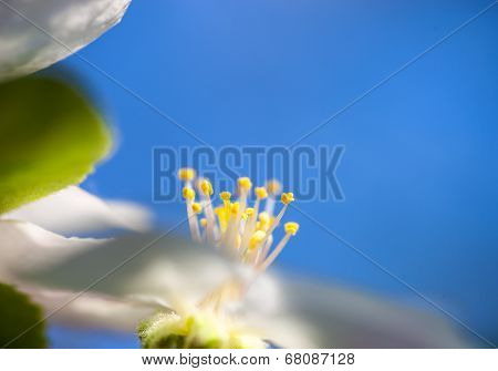 Apple Tree Flowers Against The Blue Sky Background