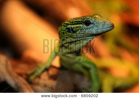 Baby Grünen Baum Monitor Varanus prasinus