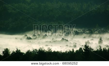 Fog Over Forest