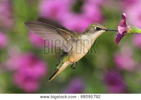 Ruby-throated Hummingbird
