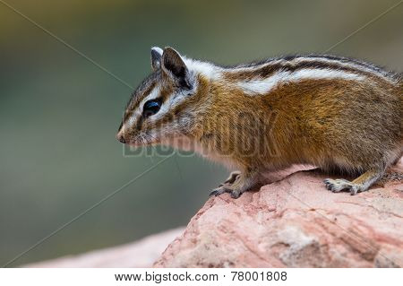 Chipmunk On A Rock