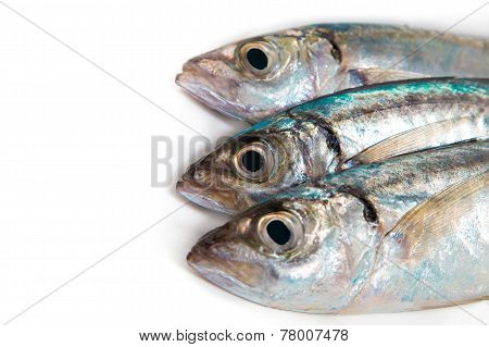Sgombro Suro With Parsley And Lemon