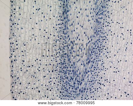 Corn Root Tip Micrograph