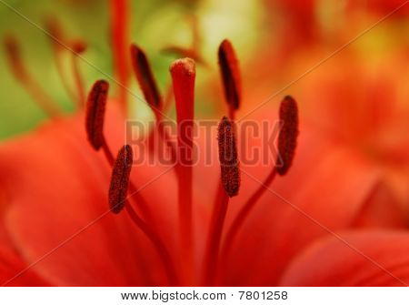 Gros plan de la belle Lily rouge