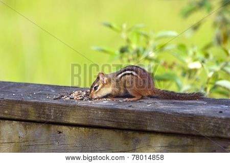Eastern Chipmunk