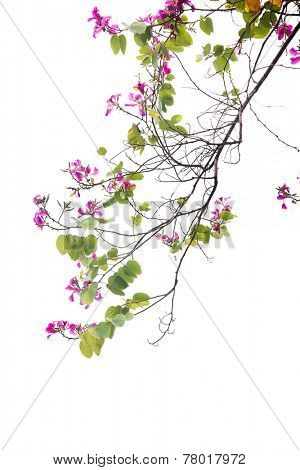 The flowers and green leaves of Bauhinia purpurea on white background,also named purple bauhinia.