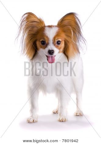 Hund af racen Papillon