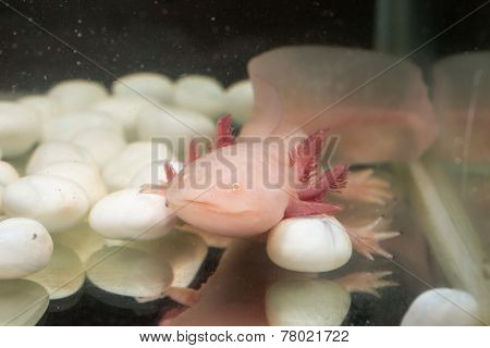 Pink Axolotl