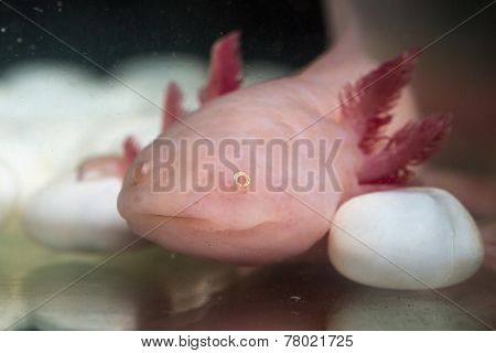 Axolotl Close Up