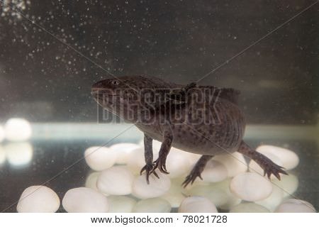 Axolotl In The Aquarium