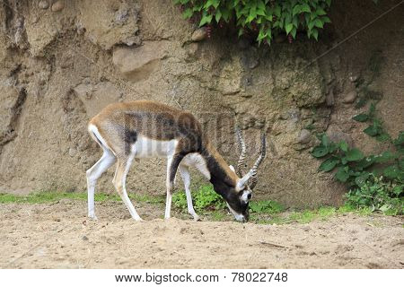 Male Blackbuck