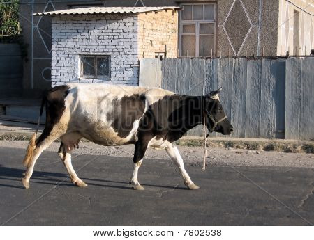 Uzbequistão Mayskiy vaca na rua 2007