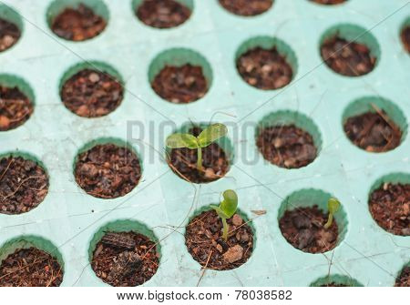 Small Plant In Soil