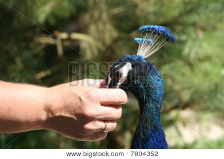 Tavus kuşu