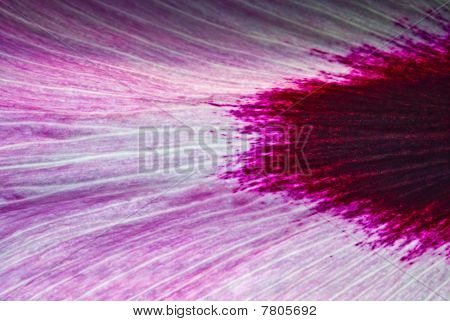 Çiçek petal makro