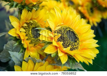 Sunflower Background