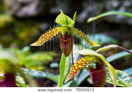 lady's slipper orchid