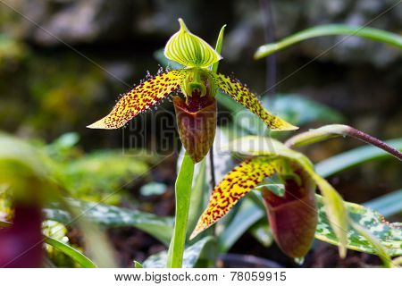 lady's slipper orchid