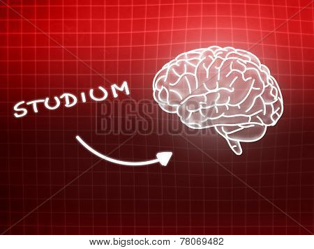 Studium Brain Background Knowledge Science Blackboard Red