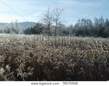 Plants Covered With Frost, Southern Bohemia
