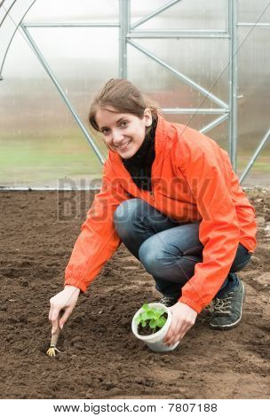 Frau zurücksetzen Sprossen