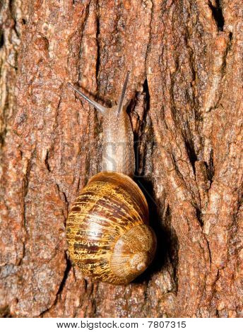 Close de um caracol