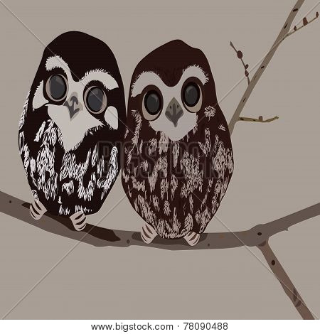 Two Owls