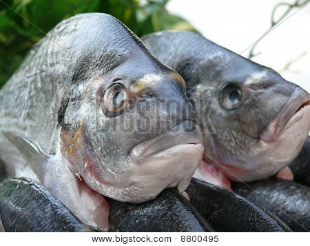 Par de peixes