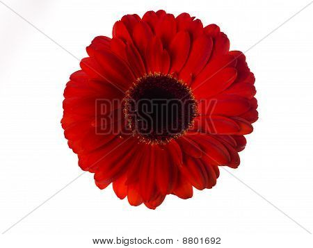 Barbeton Daisy