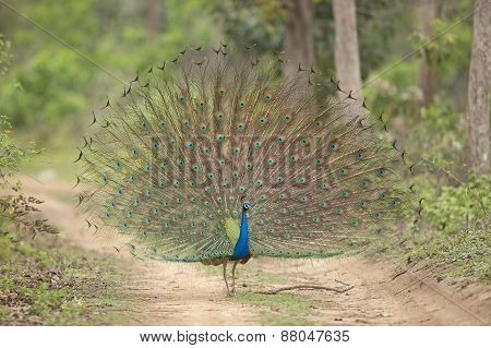 Peacock