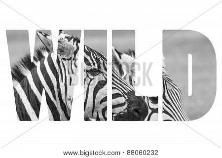 Word Wild Over Animals.