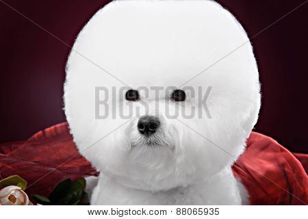 Portrait Of The Bichon Dog With White Fur