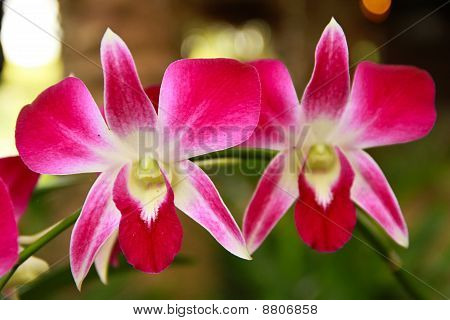 Bunte Orchideen.