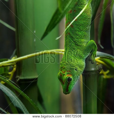 Madagascar Day Gecko