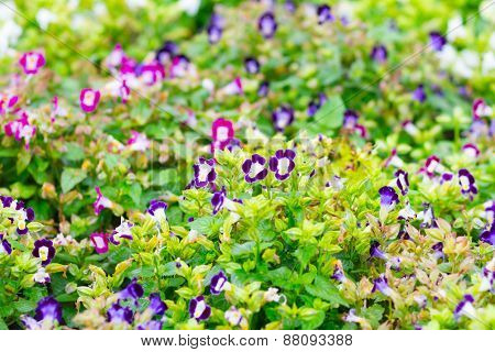 Torenia,Wishbone flower