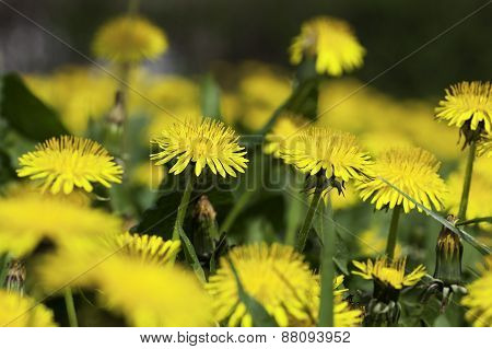 Yellow dandelion flowers with leaves in green grass