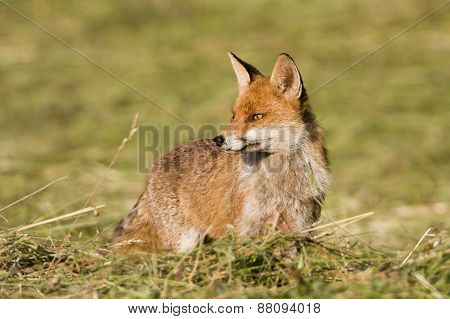 wild red fow hunting in a field, Jura, France