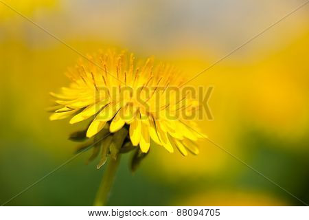 Dandelion with blurred background