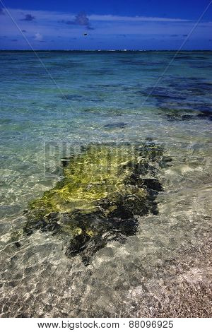 Beach And Seaweed In Ile Du Cerfs Mauritius