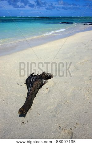 Palm In Ile Du Cerfs