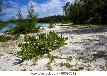 Bush In Ile Du Cerfs Mauritius