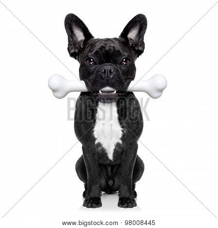 Dog With Big Bone