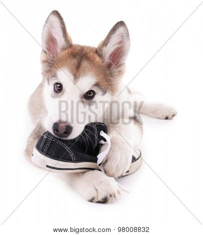 Cute Malamute puppy chewing gumshoes isolated on white