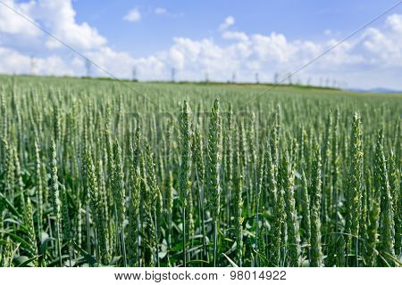 Detail Of Wheat Field