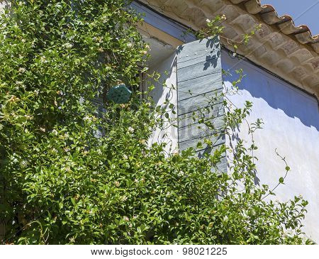 Climbing Plants On A House With An Open Window