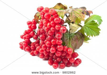 Rode bessen van Viburnum
